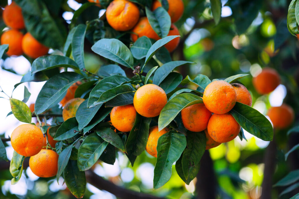 tangerines on branch