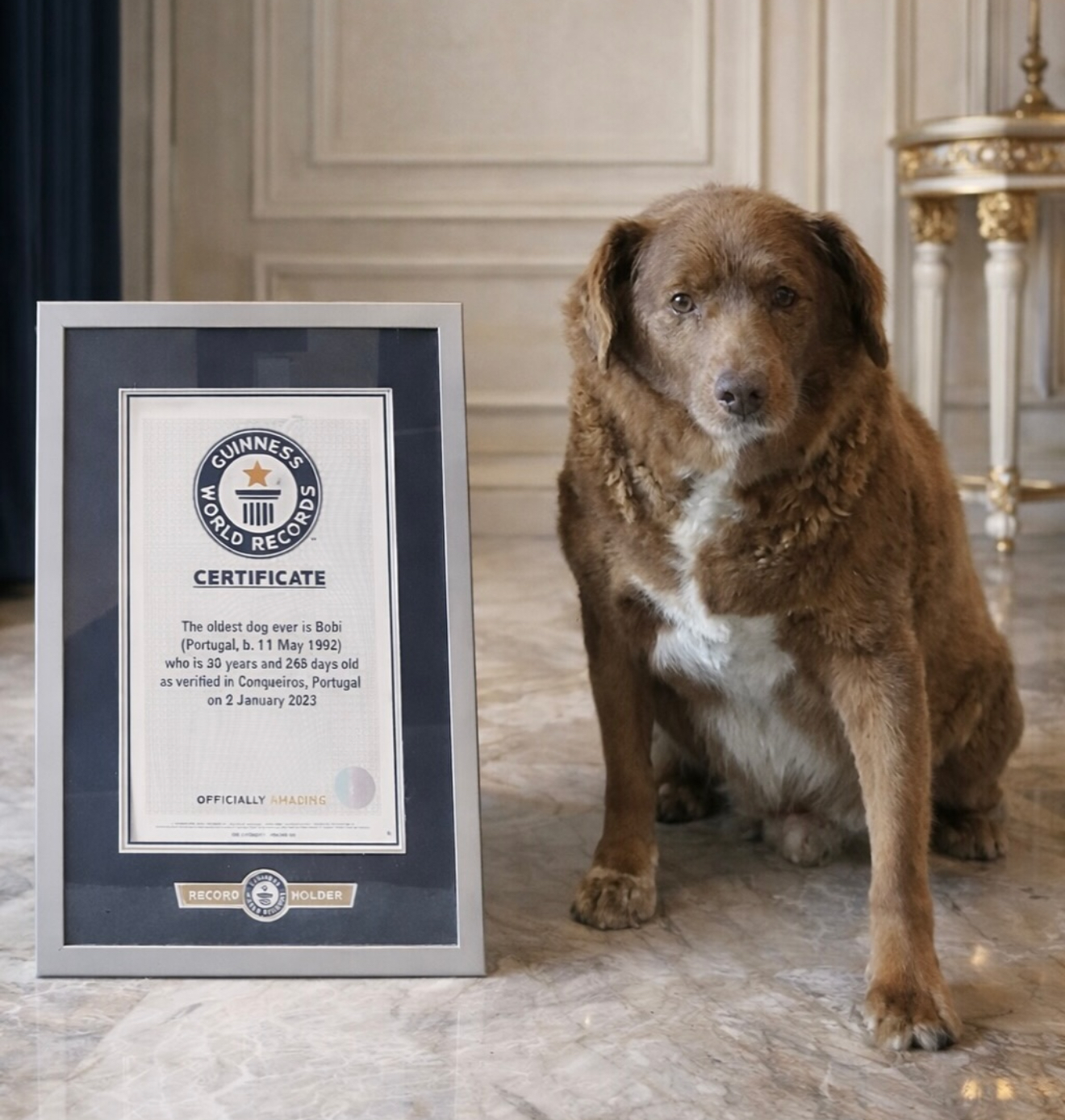 Bobi, qeni më i vjetër në botë, ndahet nga jeta në moshën 31-vjeçare img 0934